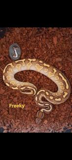 Ballpython/ koningspython/ python regius, Slang, 0 tot 2 jaar