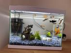 Aquarium met 30 stuks vissen bij, Dieren en Toebehoren, Ophalen, Zo goed als nieuw, Grind, Zand of Voedingsbodem