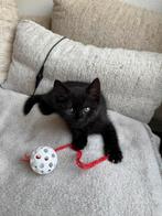 Britse korthaar kittens smoked, Dieren en Toebehoren, Meerdere dieren, Ontwormd, 0 tot 2 jaar