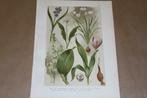 Antieke botanische kleurenlitho - o.a. Daslook Hyacint 1900!, Antiek en Kunst, Ophalen of Verzenden