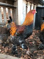 Brahma hanen, Dieren en Toebehoren, Pluimvee, Mannelijk, Kip