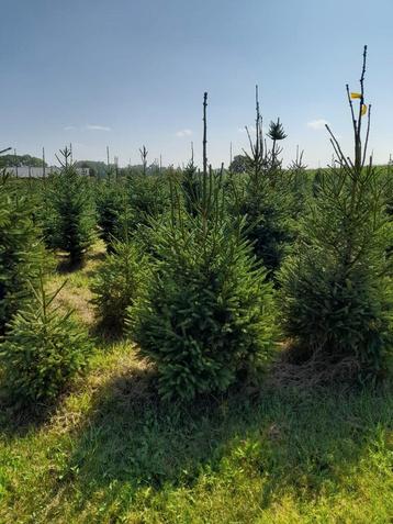 Kerstbomen partij, fijnspar Picea Abies beschikbaar voor biedingen