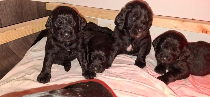 Puppies Labradoodle  Bloedhond / Grote Zwitserse Sennerhond, Dieren en Toebehoren, Honden | Niet-rashonden, Meerdere dieren, Particulier
