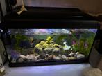 Complete aquarium 60 liter, Dieren en Toebehoren, Ophalen, Zo goed als nieuw, Gevuld zoetwateraquarium