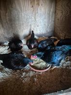 Indische vechtkrielen, Dieren en Toebehoren, Pluimvee