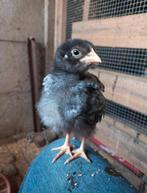 Broedeieren van Noord Hollandse Blauwe kippen te koop aangeb, Dieren en Toebehoren, Pluimvee, Meerdere dieren, Kip