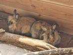 2x fluffie dwergkonijnen, Dieren en Toebehoren, Knaagdieren, Maart, Meerdere dieren, Overige typen