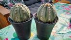 ASTROPHYTHUM CACTUS MEGA GROOT PLANT, Huis en Inrichting, Kamerplanten, Ophalen of Verzenden, Cactus, Volle zon, Minder dan 100 cm