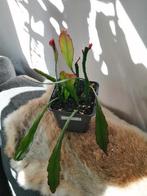 Epiphyllum Leon Herick, Huis en Inrichting, Ophalen of Verzenden, Overige soorten, Minder dan 100 cm