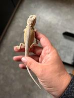 Jonge baardagamen , witblits / hypo / trans, Dieren en Toebehoren, Reptielen en Amfibieën, Overige soorten, 0 tot 2 jaar