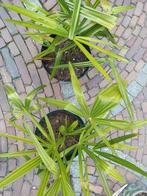 Palmbomen 10.00 per stuk, 100 tot 250 cm, Zomer, Palmboom, Ophalen