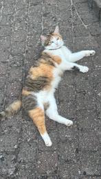 Mijn lieve poesje, Dieren en Toebehoren, Katten en Kittens | Overige Katten, Poes