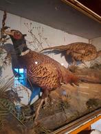 opgezette dieren, Ophalen, Gebruikt, Wild dier, Opgezet dier