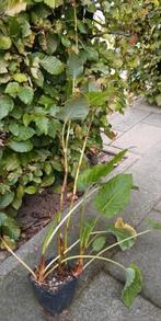 Persicaria 'Rosea' - Duizendknoop met roze bloemen, Vaste plant, Halfschaduw, Herfst, Ophalen