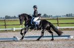 Super knappe friese ster merrie, Dieren en Toebehoren, Merrie, Gechipt, Dressuurpaard, 3 tot 6 jaar