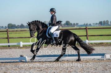 Super knappe friese ster merrie beschikbaar voor biedingen