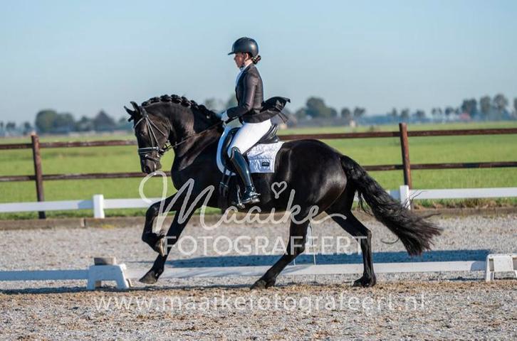 Super knappe friese ster merrie, Dieren en Toebehoren, Paarden, Merrie, L, 160 tot 165 cm, 3 tot 6 jaar, Dressuurpaard, Met stamboom