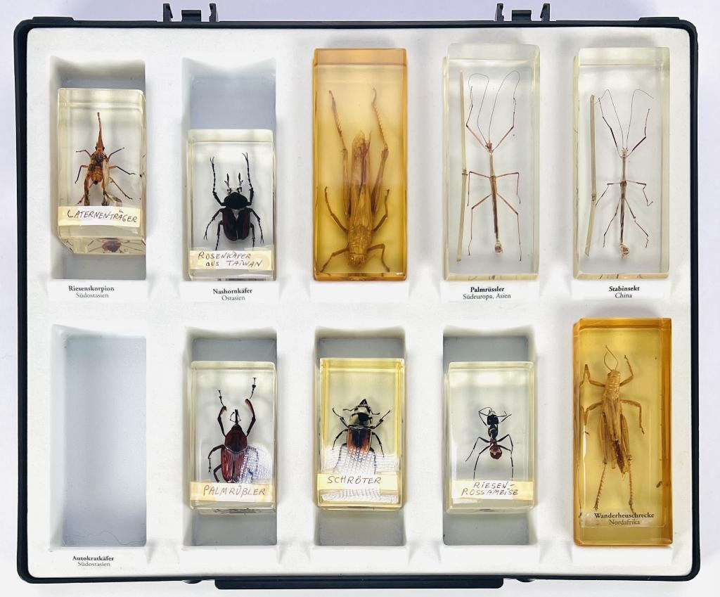 115. Insecten in kunsthars - educatieve collectie, 1970, Verzamelen, Dierenverzamelingen, Ophalen of Verzenden, Opgezet dier