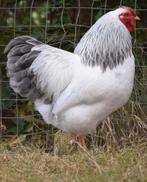 Gezocht Wyandotte BLAUW-columbia kriel, Dieren en Toebehoren, Pluimvee, Mannelijk, Kip