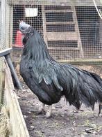 Te koop mooie groote haan