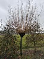 Knotwilg (3st), Overige soorten, Lente, 100 tot 250 cm, Ophalen