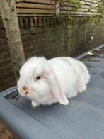 NHD konijntjes hangoor dwerg konijn, Meerdere dieren, Dwerg, Hangoor