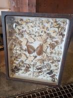 Antieke vlinderkast vlinders vitrine taxidermie, Ophalen, Gebruikt, Insect, Opgezet dier
