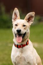 Mooie, lieve meisje zoekt huis., Dieren en Toebehoren, Honden | Niet-rashonden, Particulier, Rabiës (hondsdolheid), 1 tot 2 jaar