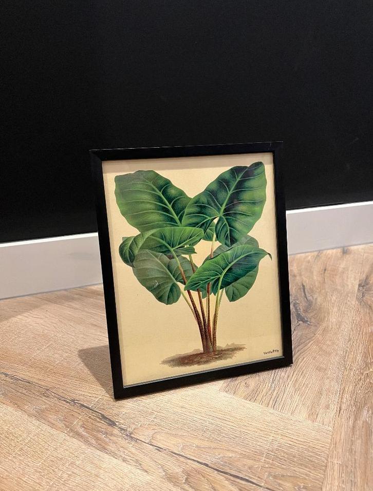 Nieuw zwart Alocasia Vanilla Fly print plant A4 poster lijst, Huis en Inrichting, Woonaccessoires | Schilderijen, Tekeningen en Foto's