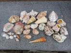 Schelpen verzameling, Verzamelen, Mineralen en Fossielen, Ophalen, Schelp(en)