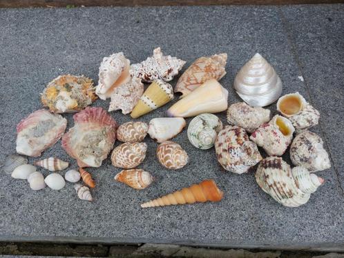 Schelpen verzameling, Verzamelen, Mineralen en Fossielen, Schelp(en), Ophalen