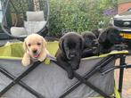 Labrador pups met Stamboom, CDV (hondenziekte), 8 tot 15 weken, Labrador retriever, Meerdere