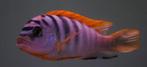 Malawi Cichliden: Labidochromis hongi Red Top, Vis, Zoetwatervis