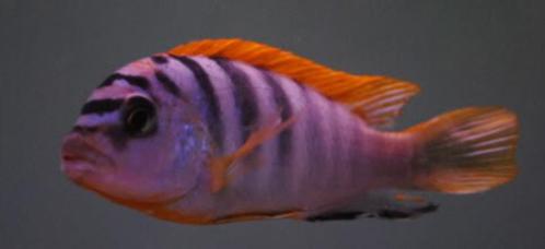 Malawi Cichliden: Labidochromis hongi Red Top, Dieren en Toebehoren, Vissen | Aquariumvissen, Zoetwatervis, Vis