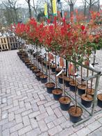 Photinia red robin op stam, Tuin en Terras, Planten | Bomen, Ophalen