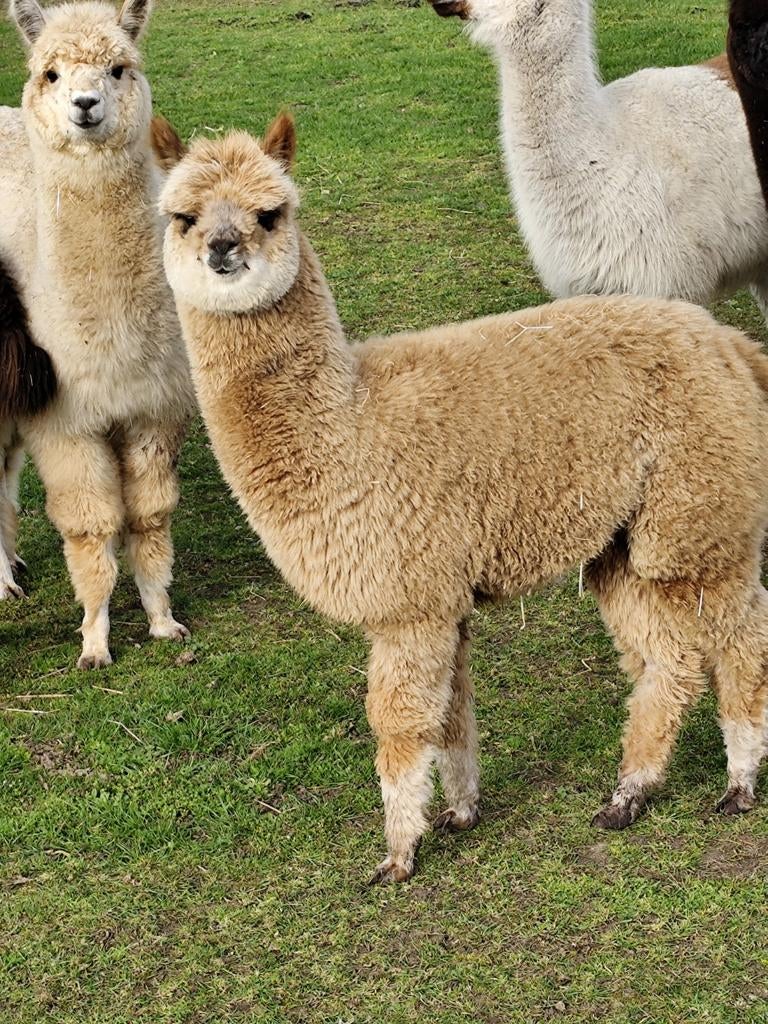 Mooi bont hengstje, Dieren en Toebehoren, September, Mannelijk