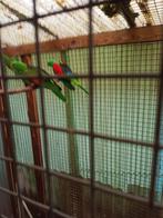 Roodvleugel parkieten, Dieren en Toebehoren, Vogels | Parkieten en Papegaaien, Vrouwelijk, Parkiet, Geringd