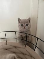 Raszuivere britse korthaar kittens LILAC poes, Poes, Ontwormd