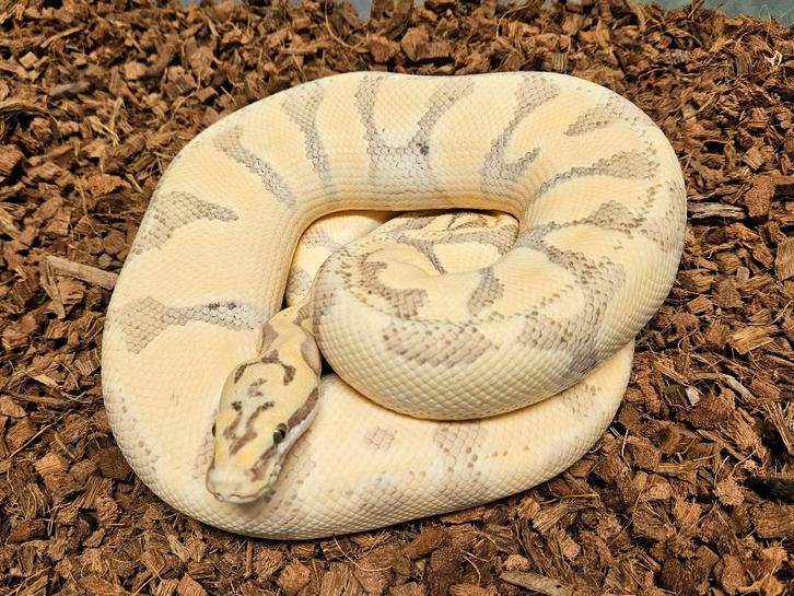 Desert Ghost kweekgroep Morphs Ball Python - male for sale from Michiel