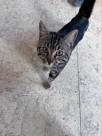 halve bengaal zoekt een liefdevol huisje, Dieren en Toebehoren, Kater