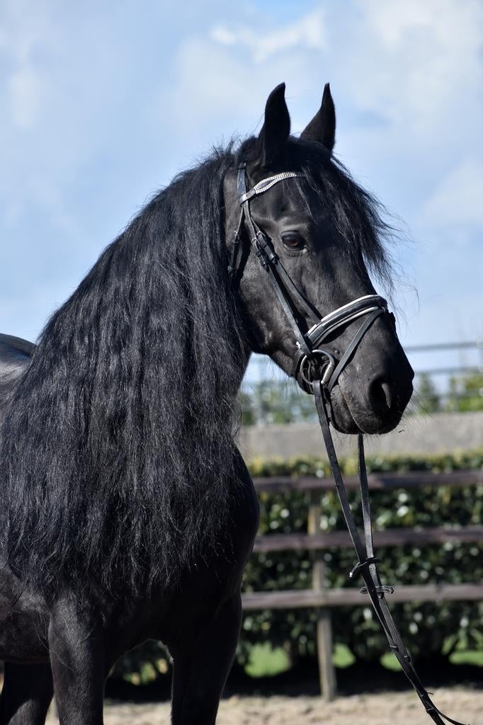 UNIEK! Super lieve en brave Murgese ruin, Dieren en Toebehoren, Minder dan 160 cm, B, Ruin, Met stamboom