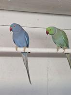 Koppel halsband parkieten, Meerdere dieren, Parkiet