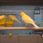 Waterslager pop Te koop, Vrouwelijk, Zangkanarie