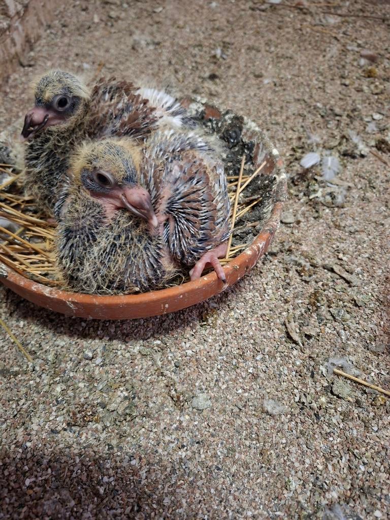 Jonge postduiven, Dieren en Toebehoren, Vogels | Duiven, Geslacht onbekend, Postduif