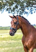 Fantastisch Betrouwbaar Dressuurpaard, Ruin, Dressuurpaard, 11 jaar of ouder, 165 tot 170 cm