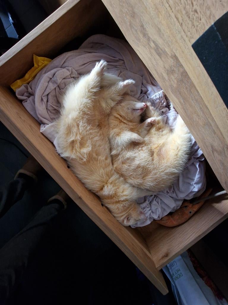 Fretten broertjes met kooi, Mei, Mannelijk