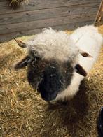 Mooie stamboek,Walliser Schwarznase ooi, Vrouwelijk, Schaap
