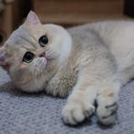 Prachtige Britse korthaar Dekkater blue golden shaded ay11, 0 tot 2 jaar