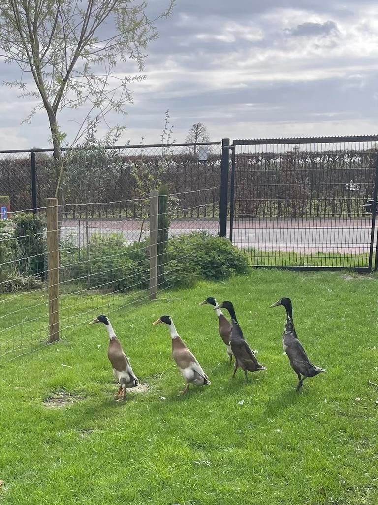 Reebonte loopeend mannen, Dieren en Toebehoren, Pluimvee, Mannelijk, Eend