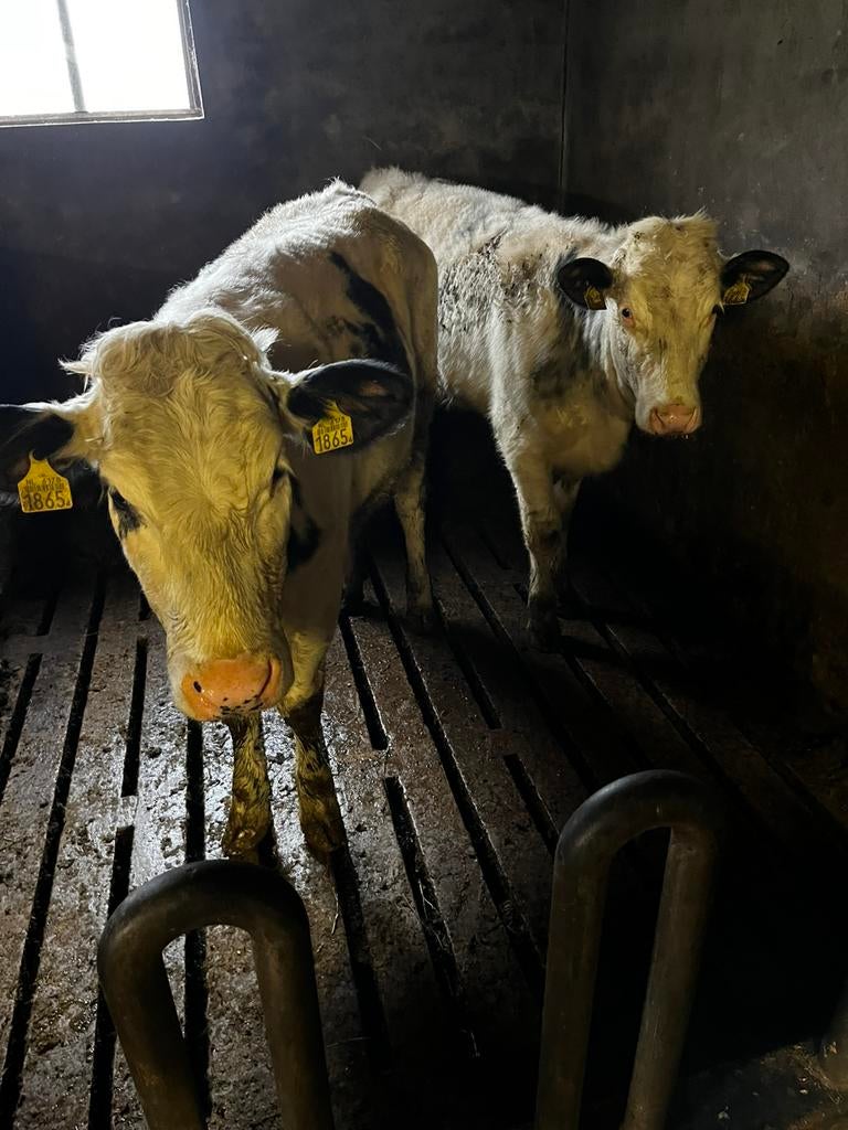 2 blauwe pinken 13 maand oud, Dieren en Toebehoren, Runderen, Vrouwelijk, 0 tot 2 jaar